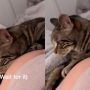 Cat ‘Weirded Out’ by Baby Kicks on Pregnant Woman