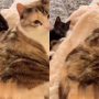 Watch: Kitten gets quick karma after slapping cat for no reason
