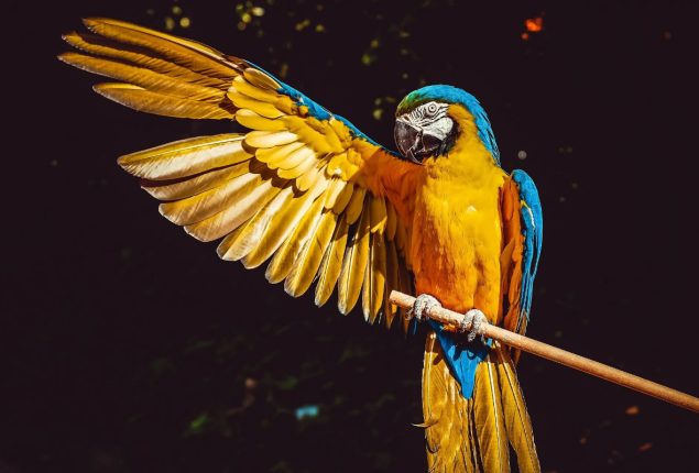 Parrot Singing Skills