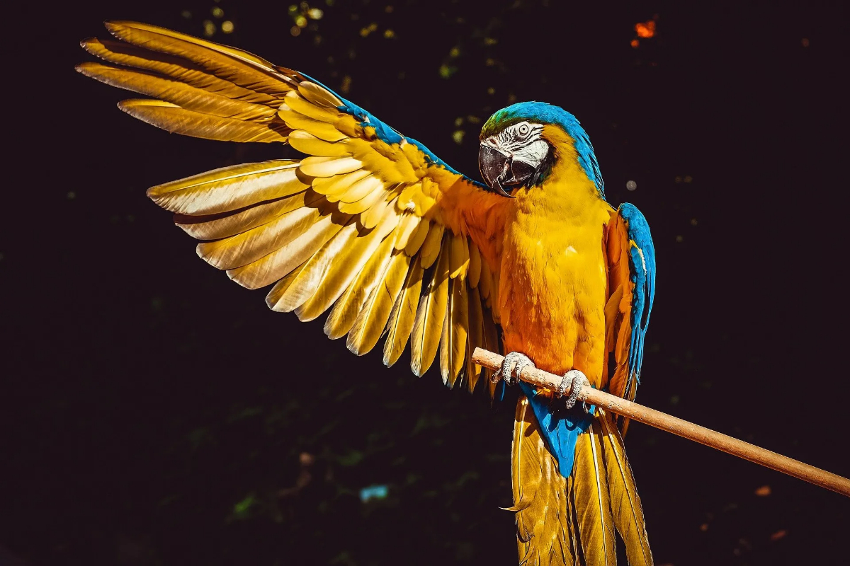 Parrot Singing Skills