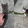 Watch: Cat’s Brutal Rejection Captures on Camera