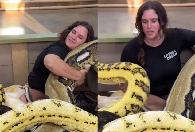 Pythons