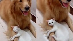 Cat Refuses to Let Anyone Touch Its Dog friend