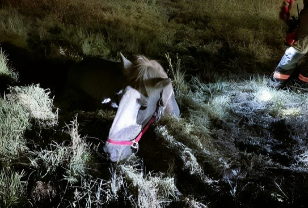 Horse