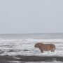 Viral Post: A Coastal Lion Rare Appearance in Gujarat