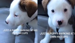 Puppy’s Adorable Reaction: Barking at His Own Hiccups