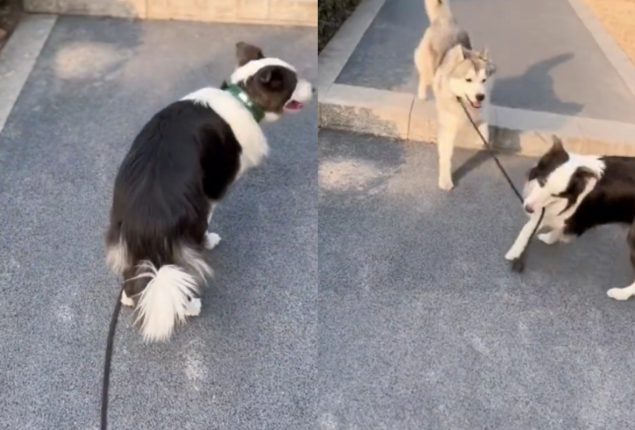 Watch: Border Collie Heroically Rescues Lost Husky