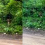 Biker Spots Startling Stare from Bushes by Big Cat