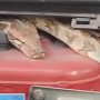 Viral Video: Car Owner Discovers 6-Foot Python Inside Vehicle