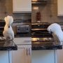 Cockatoo’s Hilarious Tantrum Over Denied Hot Dog