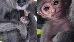 Silvery Gibbon