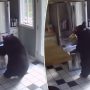 Watch: Black Bear Steals Frozen Lasagna from US Home