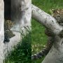 First leopard cubs to be born in captivity climb trees