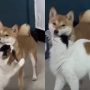 Cat Surprises Dog with an Unexpected Hug