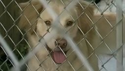 China launches dog-ban after toddler is mauled