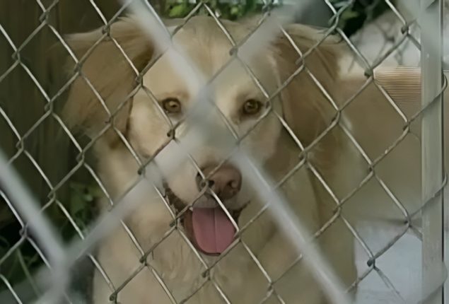 China launches dog-ban after toddler is mauled