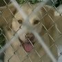 China launches dog-ban after toddler is mauled