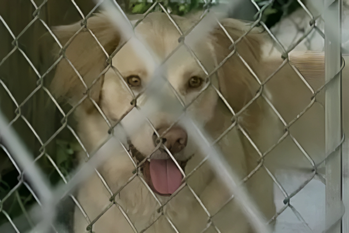 China launches dog-ban toddler mauled