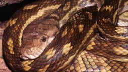 Python