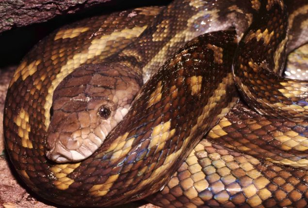 5-Foot-Long Python Was Found Sleeping In The Home Kitchen
