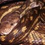 5-Foot-Long Python Was Found Sleeping In The Home Kitchen