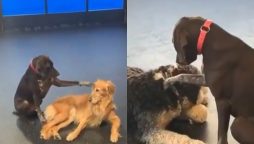Doggie Daycare: Adorable Pooch Loves Petting Other Dogs