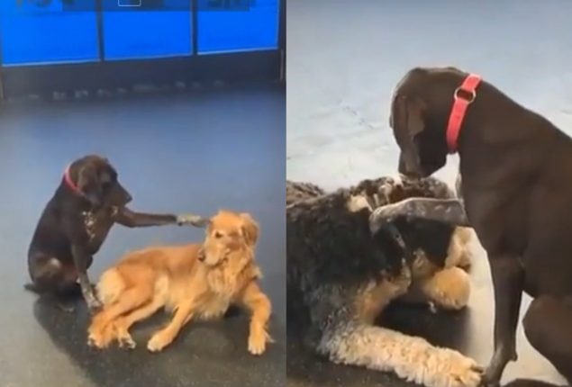 Dogs