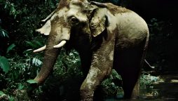 elephant