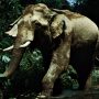 Man gives a life lesson after an elephant destroyed his home
