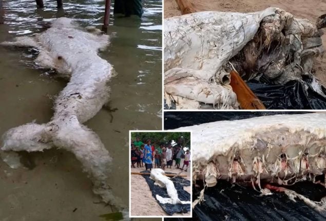Baffling Discovery: Mermaid-Like ‘Globster’ Found in Papua New Guinea