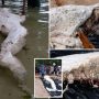 Baffling Discovery: Mermaid-Like ‘Globster’ Found in Papua New Guinea