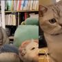 Watch: Cat’s Reaction to Human Petting Another Kitty
