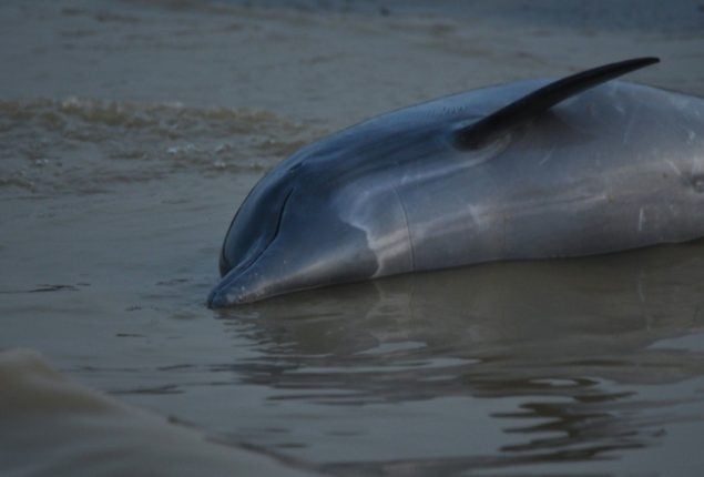 Amazon Dolphins Die in Mass as Water Hits Record Highs