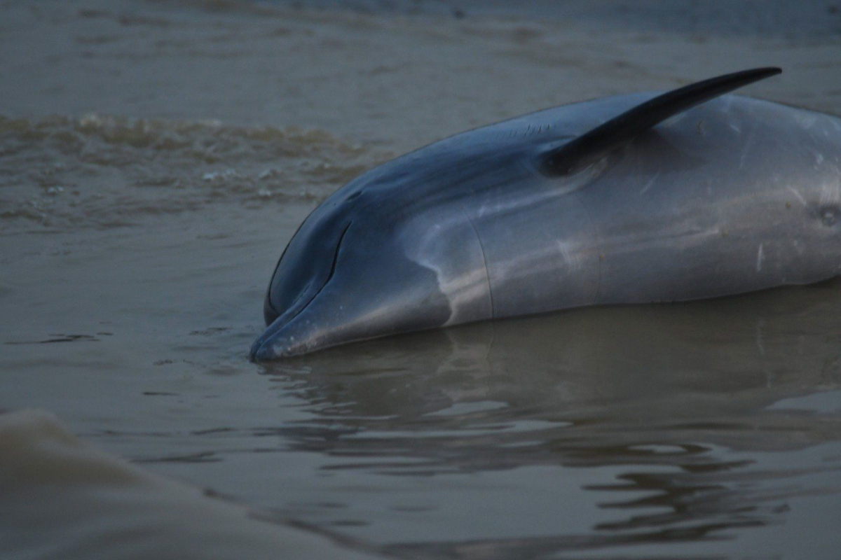 Amazon Dolphins Die in Mass as Water Hits Record Highs