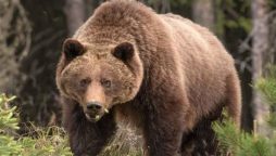 Couple killed by grizzly bear in Canadian Banff National Park