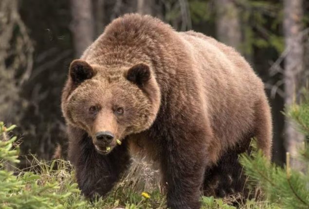 grizzly bear Banff National Park