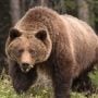 Couple killed by grizzly bear in Canadian Banff National Park