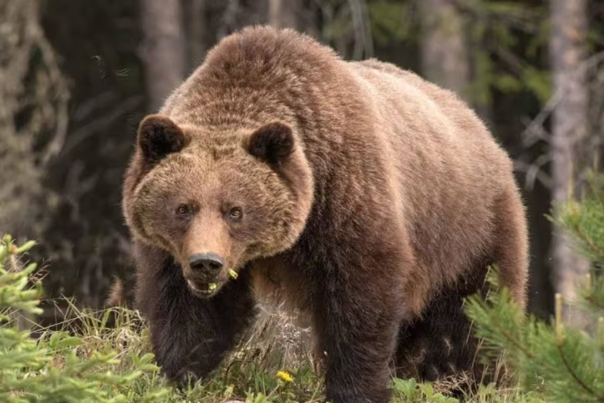 grizzly bear Banff National Park