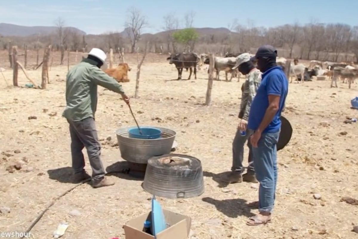 fentanyl production in Sinaloa