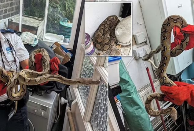 5-foot-long python found taking a nap in South London home