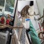 5-foot-long python found taking a nap in South London home