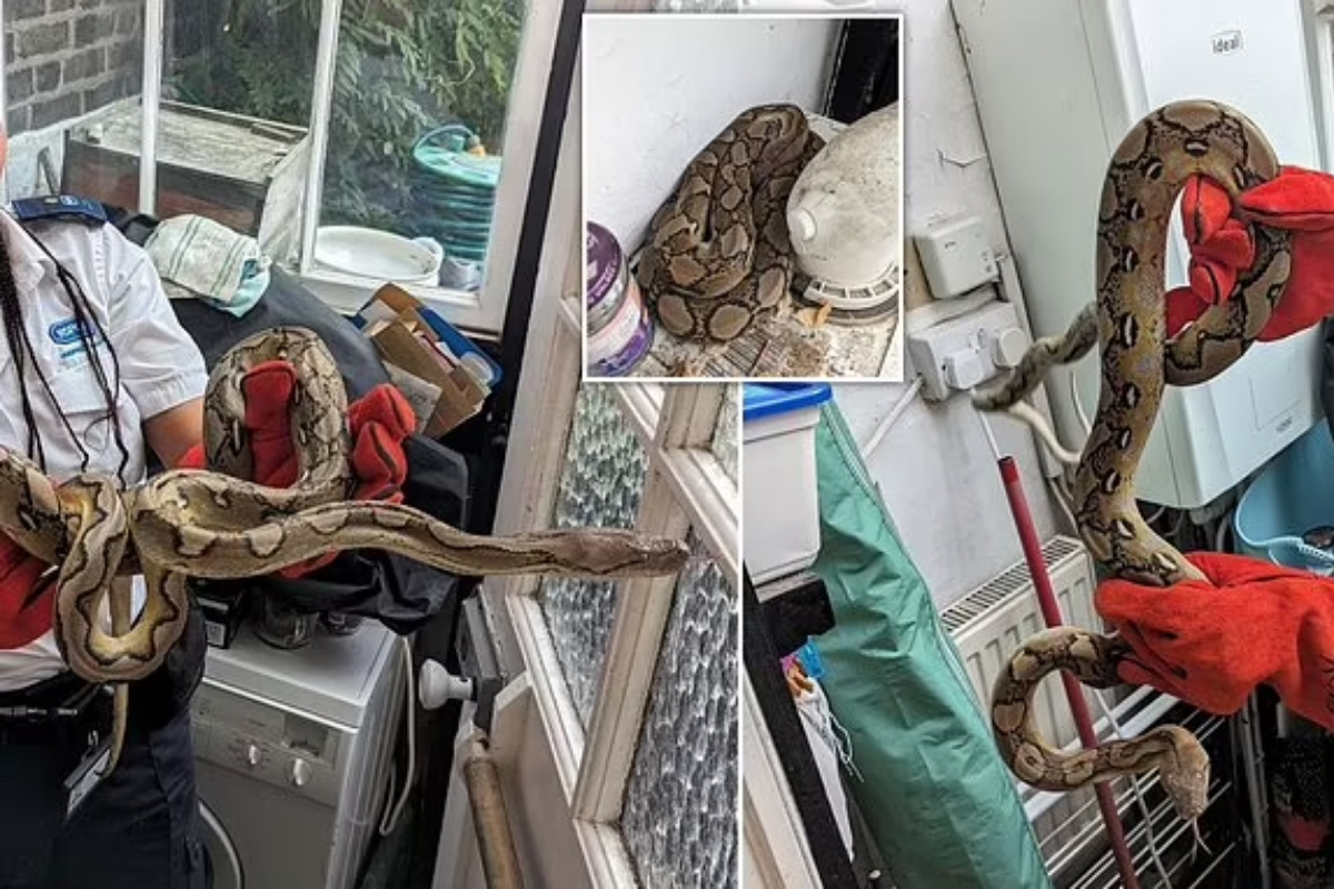 5-foot-long python