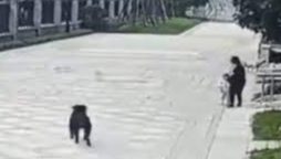 China’s Toddler Mauling Triggers Dog Crackdown