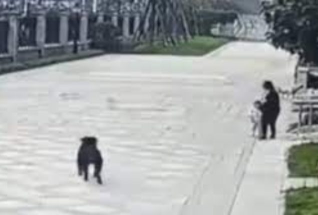 China's Toddler Mauling Triggers Dog Crackdown