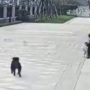 China’s Toddler Mauling Triggers Dog Crackdown