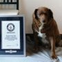 Bobi, World’s Oldest Dog Ever, Passes Away at 31