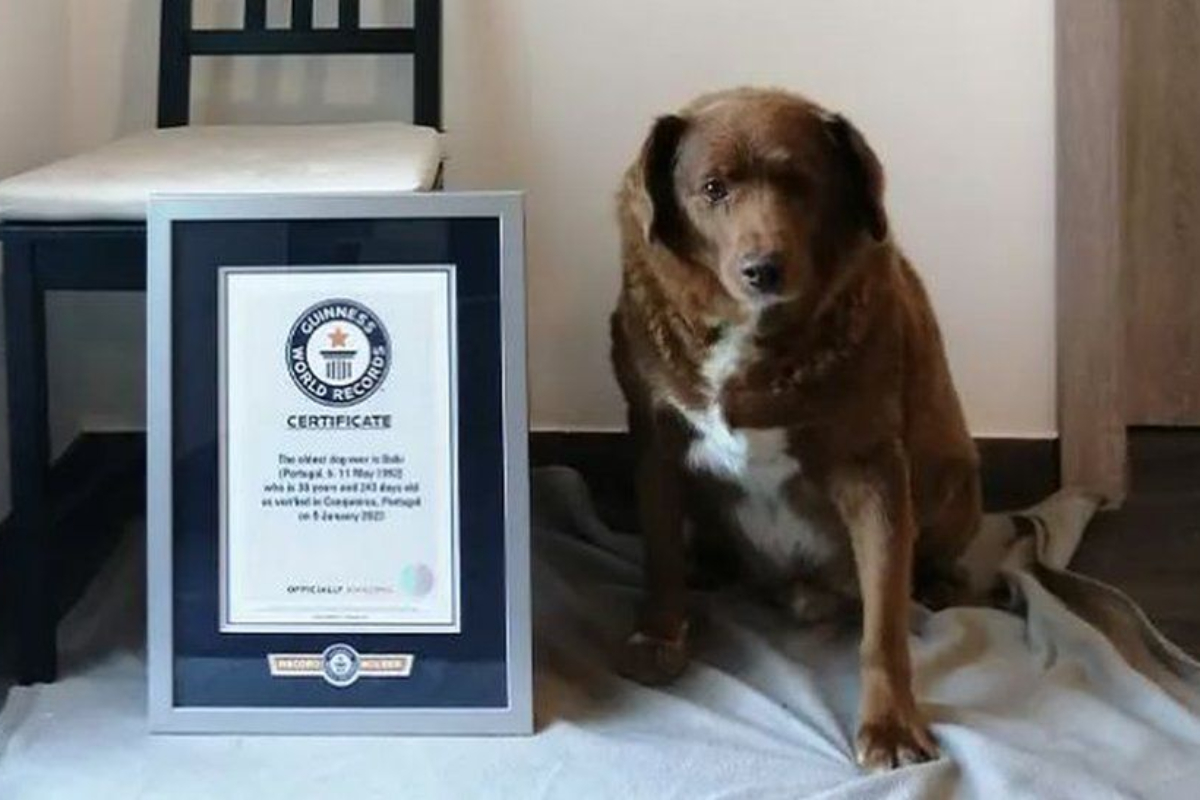Bobi, World's Oldest Dog Ever, Passes Away at 31