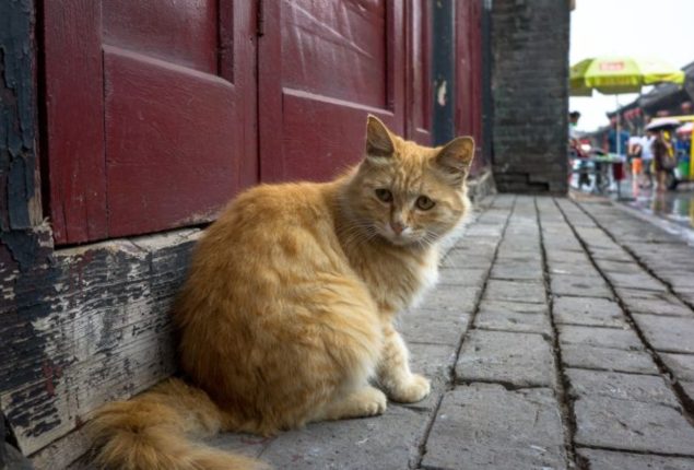 Chinese Police Rescue 1,000 Cats, Bust Cat Meat Trade