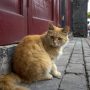 Chinese Police Rescue 1,000 Cats, Bust Cat Meat Trade
