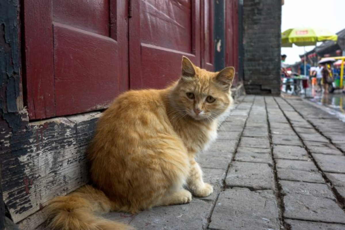 Chinese Police Rescue 1,000 Cats, Bust Cat Meat Trade